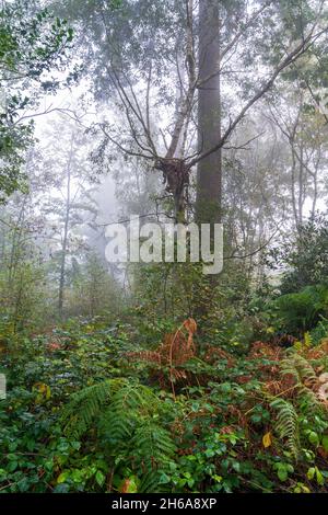 Ancient woodland on a misty morning at Blean woods near Canterbury in England. Ferns and undergrowth surround trees disappearing into the mist. Stock Photo