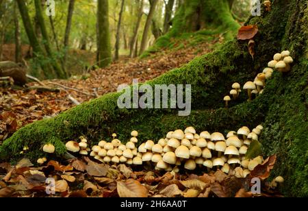 Sulpher tuft fungi Hypholoma fasciculare growing on a moss covered tree stump. Stock Photo