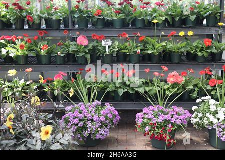 beautiful display of various potted flowers and plants for sale in a greenhouse Stock Photo