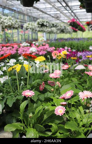 Beautiful display of various potted hanging flowers and plants for sale in a greenhouse Stock Photo