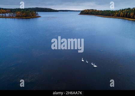 An aerial of Whooper swan, Cygnus cygnus family swimming on an autumnal lake in Northern Finland. Stock Photo