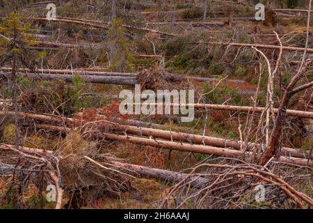 Fallen Pine trees in a forest after a storm. Storm damage shot near Kuusamo, Northern Finland. Stock Photo
