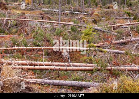 Fallen Pine trees in a forest after a storm. Storm damage shot near Kuusamo, Northern Finland. Stock Photo