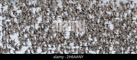 Dunlin in flight Stock Photo