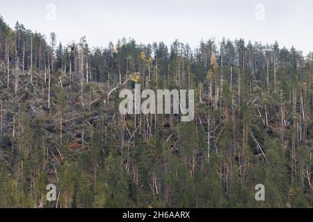 Fallen trees in a forest after a storm. Storm damage shot near Kuusamo, Northern Finland. Stock Photo