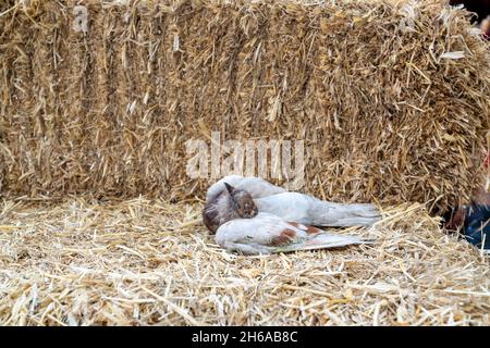 dead pigeon lying on a bale of hay Stock Photo