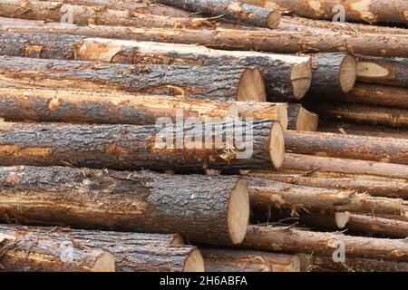 Freshly cut and piled lumber conifer trees as a raw material resource for wood industry in Finland. Stock Photo