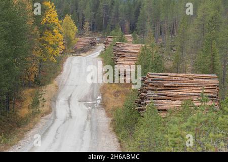 Freshly cut and piled lumber conifer trees as a raw material resource for wood industry next to a road in Finland. Stock Photo