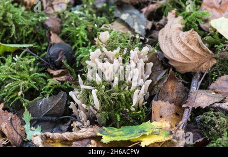 Crest Coral (Clavulina coralloides) fungus.  Mycokey AI points to this species and it fits the book descriptions. Stock Photo