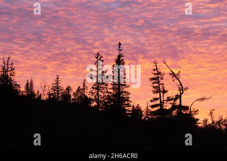 A silhouette of a coniferous taiga forest during an autumnal bright pink sunset in Northern Finland. Stock Photo