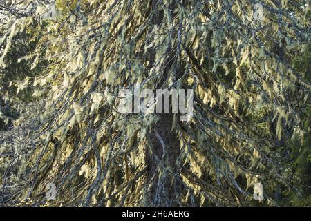 An old Spruce branches covered with thick lichens in Northern Finland. Stock Photo
