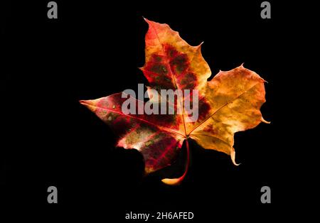 Autumn leaf red, yellow, green and orange with a black background Stock Photo