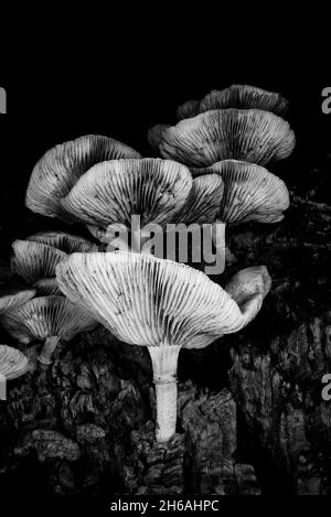 Wild mushrooms grown vertically on a dead tree trunk Stock Photo