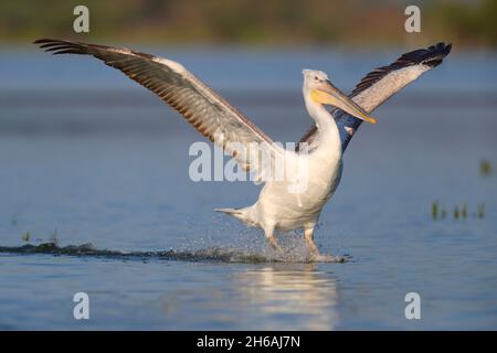 A juvenile Dalmatian pelican (Pelecanus crispus) landing on the surface of Lake Kerkini in northern Greece in spring Stock Photo