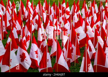 Canadian flags on display ahead of Remembrance Day, November 11, Ontario Canada. Stock Photo