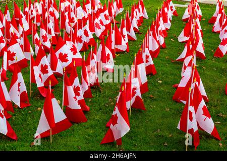 Canadian flags on display ahead of Remembrance Day, November 11, Ontario Canada. Stock Photo