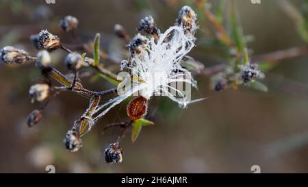 Close-up of the white frost on a milkweed seed that is tangled in the branch of a wilted wildflower growing in a field on a cold November morning. Stock Photo