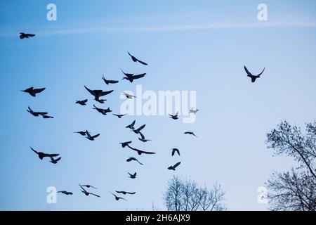 Quadcopter between flying birds on blue sky Stock Photo