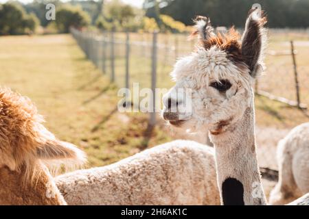 Several funny colorful alpacas are standing in pen on farm. Agricultural industry. Beauty of nature. Agrotourism. Natural materials. Beautiful animals Stock Photo