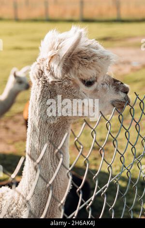 Cute young white alpaca stands in pen on farm. Agricultural industry. Beauty of nature. Agrotourism. Natural materials. Beautiful animals. Wool and it Stock Photo