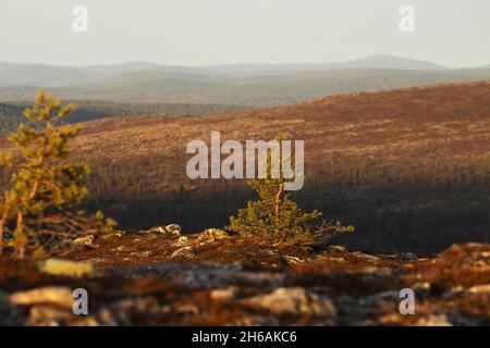 A scenery of open fells and a lonely Scotch pine during an autumn evening in Urho Kekkonen National Park, Northern Finland. Stock Photo