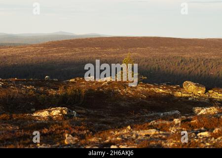 A scenery of open fells and a lonely Scotch pine during an autumn evening in Urho Kekkonen National Park, Northern Finland. Stock Photo