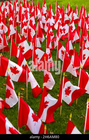 Canadian flags on display ahead of Remembrance Day, November 11, Ontario Canada. Stock Photo