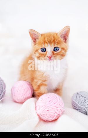 Cute red kitten Cat with pink and grey balls skeins of thread on white bed. vertical  Stock Photo