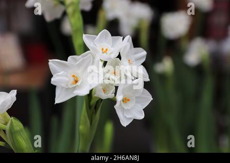 Closeup of paper white narcissus flowers blooming Stock Photo