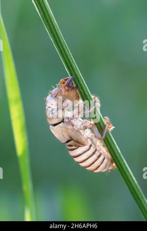The shed skin (exuvia) of Gryllotalpa gryllotalpa, European mole cricket Stock Photo