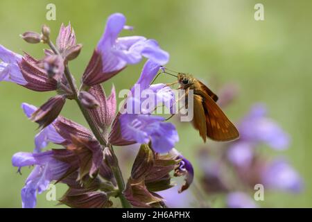 Large Skipper on catnip Stock Photo