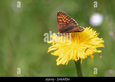 Heath Fritillary (Melitaea athalia) Stock Photo