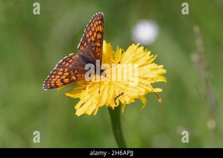 Heath Fritillary (Melitaea athalia) Stock Photo
