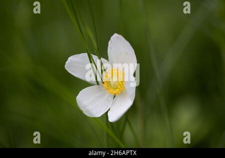 Snowdrop Anemone, Snowdrop Windflower, Anemonoides sylvestris Stock Photo