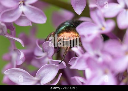 Cetonia aurata, the rose chafer Stock Photo