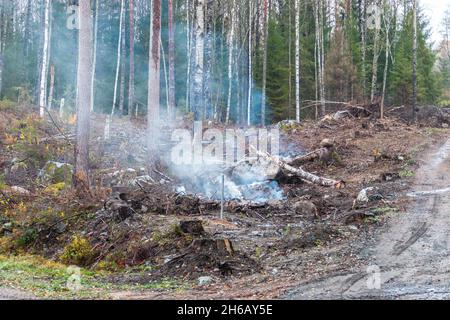 The smoke development after trees have been burned down in the forest Stock Photo