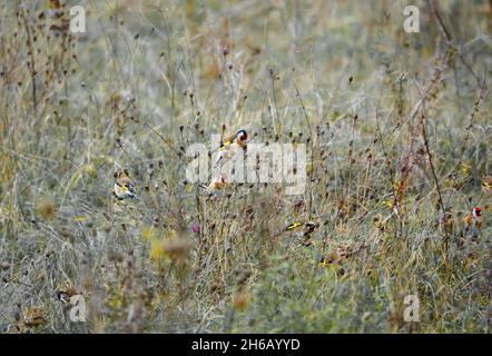 a flock of Goldfinches (Carduelis carduelis) on Salisbury Plain Wiltshire UK Stock Photo