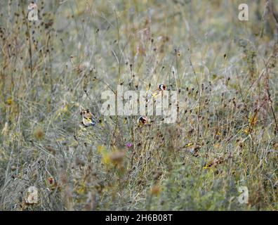 a flock of Goldfinches (Carduelis carduelis) on Salisbury Plain Wiltshire UK Stock Photo