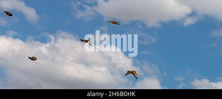 a flock of Goldfinches (Carduelis carduelis) on Salisbury Plain Wiltshire UK Stock Photo