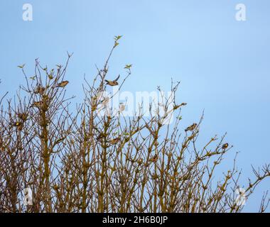 a flock of Goldfinches (Carduelis carduelis) on Salisbury Plain Wiltshire UK Stock Photo