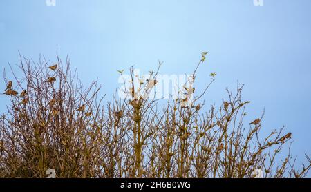 a flock of Goldfinches (Carduelis carduelis) on Salisbury Plain Wiltshire UK Stock Photo