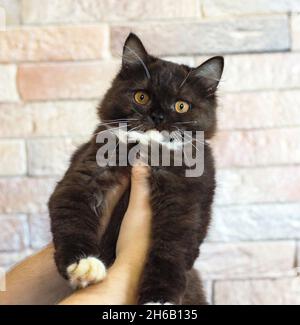 dark brown bicolor Scottish straight  Highland kitten in hand, theme cats and cats in the house, pets their photos and their life Stock Photo