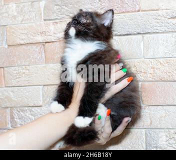 small brown bicolor Scottish Highland  kitten in hand, theme cats and cats in the house, pets their photos and their life Stock Photo