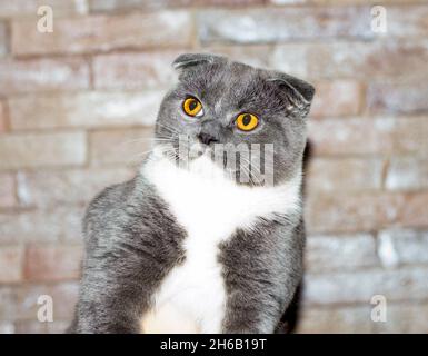 beautiful blue bicolor Scottish fold cat on the background of a brick wall, the theme of cats and cats in the house, pets their photos and their lives Stock Photo