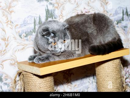 Scottish blue classic fold-eared cat lying on a scratching post, theme cats and cats in the house, pets their photos and their life Stock Photo