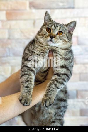 Scottish golden tiger tabby cat in his hands on the background of the wall, the theme of cats and cats in the house, pets their photos and their lives Stock Photo