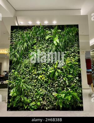 Green wall with tropical plants and flowers , vertical garden under artificial lighting. Stock Photo