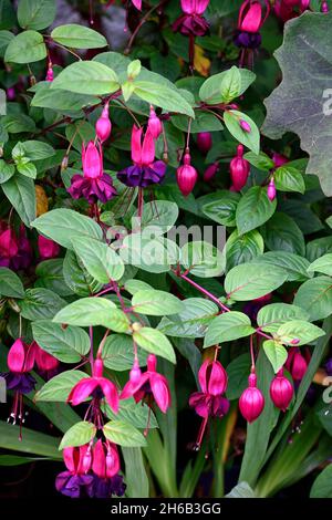 Fuchsia Tom Thumb,red,purple,flower,flowers,flowering,shrub,shrubs,green background,garden,gardens,gardening,RM Floral Stock Photo