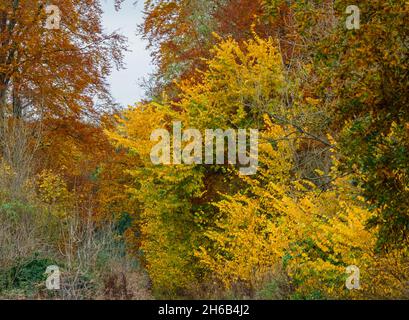 an autumnal track glowing with gold, yellow and copper leaves Stock Photo