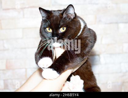dark huge bicolor Scottish cat in his hands on a brick wall background, the theme of cats and cats in the house, pets their photos and their lives Stock Photo